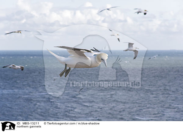 Basstlpel / northern gannets / MBS-13211