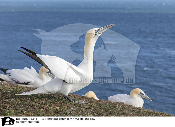 Basstlpel / northern gannets / MBS-13215