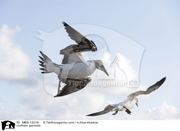 Basstlpel / northern gannets / MBS-13219
