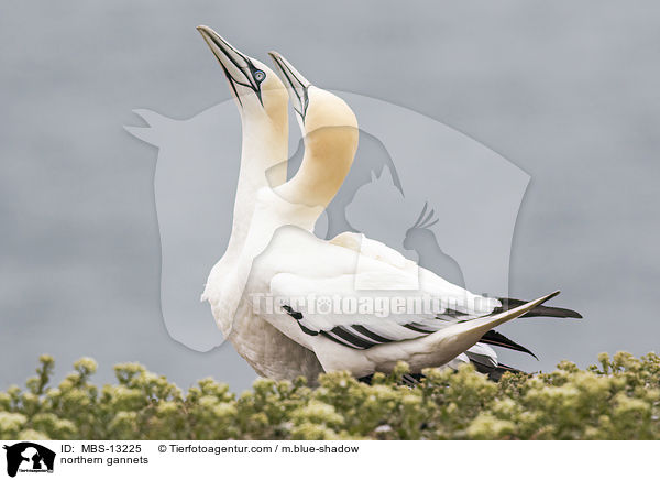 Basstlpel / northern gannets / MBS-13225