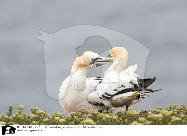 Basstlpel / northern gannets / MBS-13227