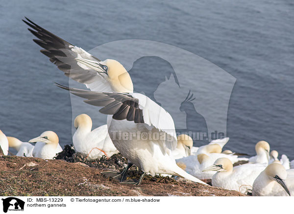 Basstlpel / northern gannets / MBS-13229