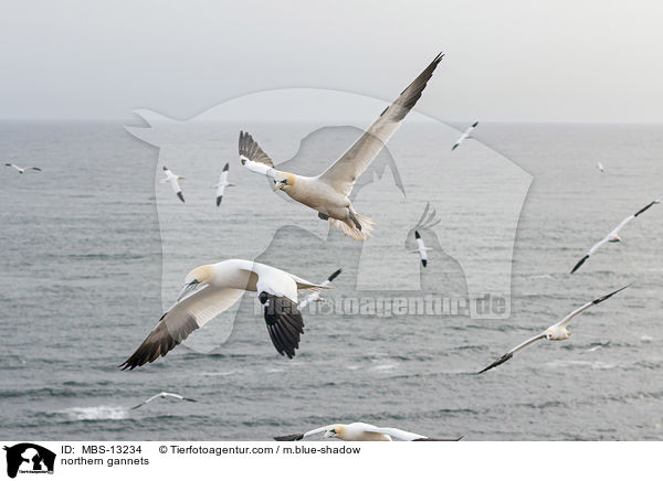 Basstlpel / northern gannets / MBS-13234