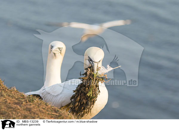 Basstlpel / northern gannets / MBS-13239