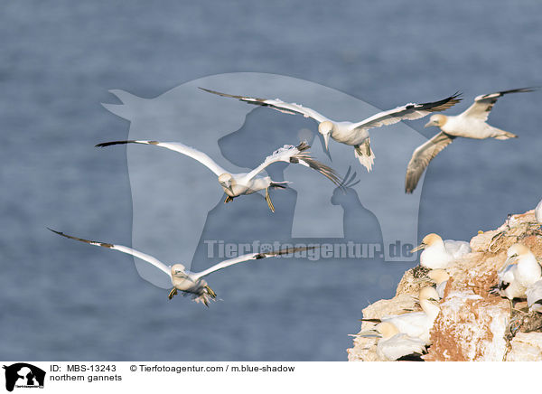 Basstlpel / northern gannets / MBS-13243