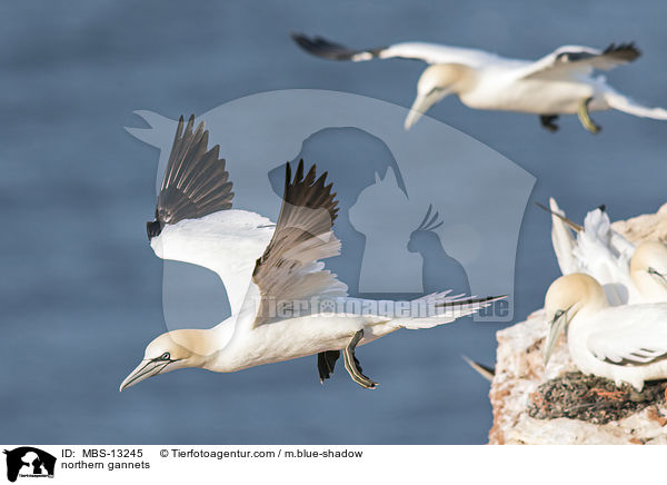 Basstlpel / northern gannets / MBS-13245