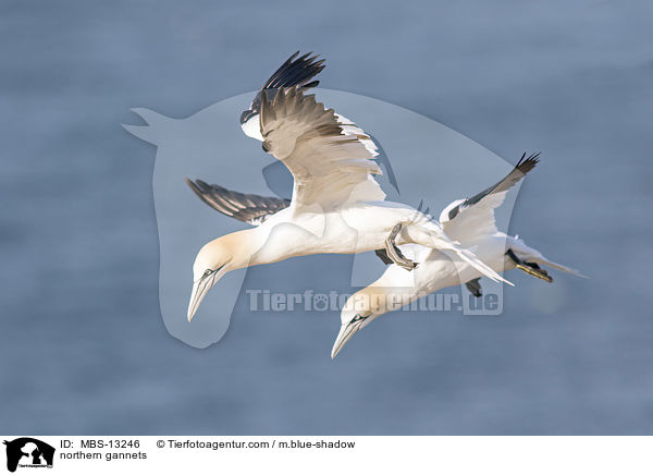 Basstlpel / northern gannets / MBS-13246