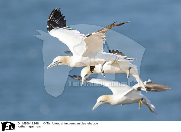 Basstlpel / northern gannets / MBS-13248