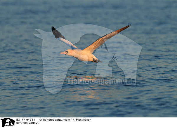 Basstlpel / northern gannet / FF-04381