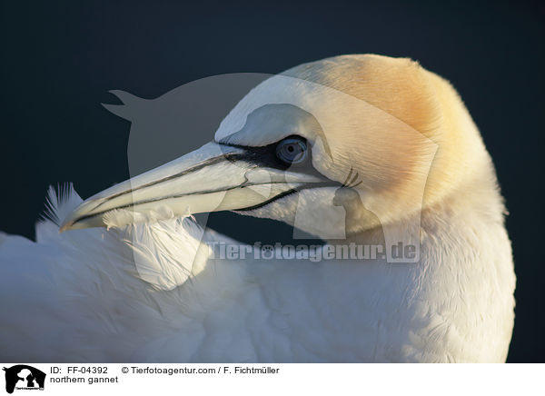 Basstlpel / northern gannet / FF-04392