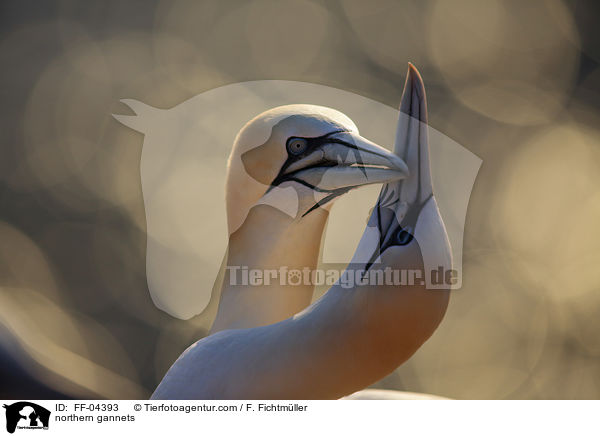 Basstlpel / northern gannets / FF-04393