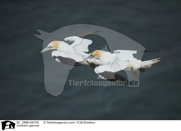 Basstlpel / northern gannet / DMS-08705
