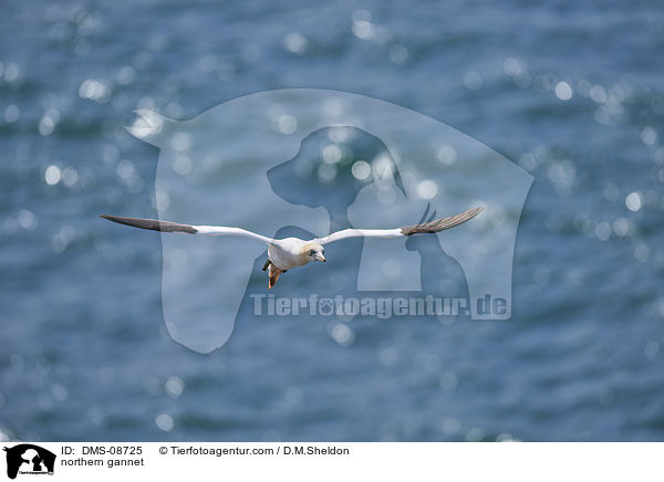 Basstlpel / northern gannet / DMS-08725