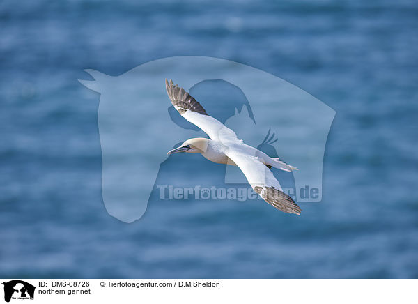 Basstlpel / northern gannet / DMS-08726