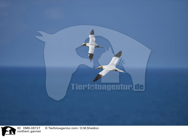 Basstlpel / northern gannet / DMS-08727