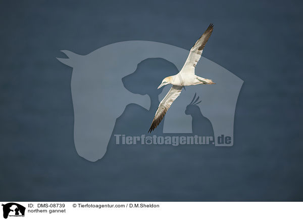 Basstlpel / northern gannet / DMS-08739