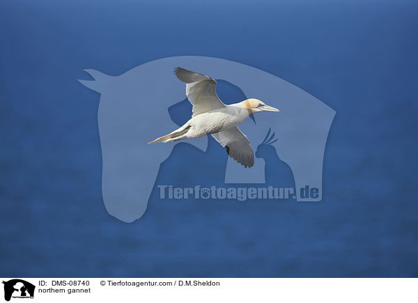 Basstlpel / northern gannet / DMS-08740