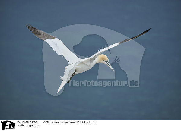 Basstlpel / northern gannet / DMS-08761