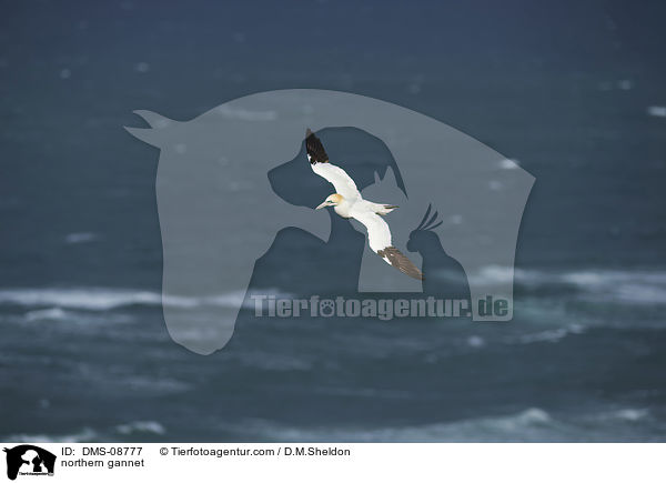 Basstlpel / northern gannet / DMS-08777