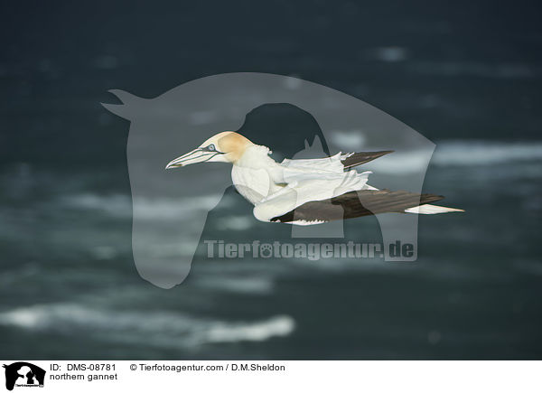 Basstlpel / northern gannet / DMS-08781