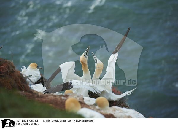 Basstlpel / northern gannet / DMS-08782