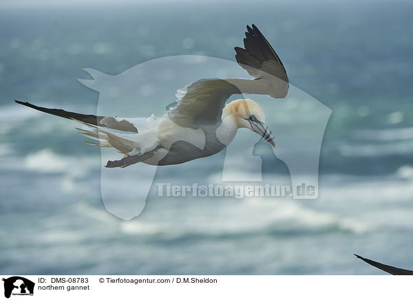 Basstlpel / northern gannet / DMS-08783