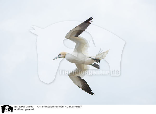 Basstlpel / northern gannet / DMS-08790