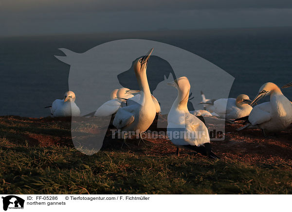 northern gannets / FF-05286