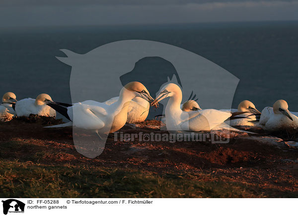 northern gannets / FF-05288