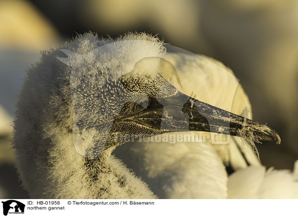 northern gannet / HB-01958