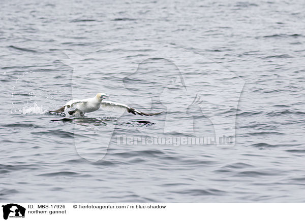 Basstlpel / northern gannet / MBS-17926