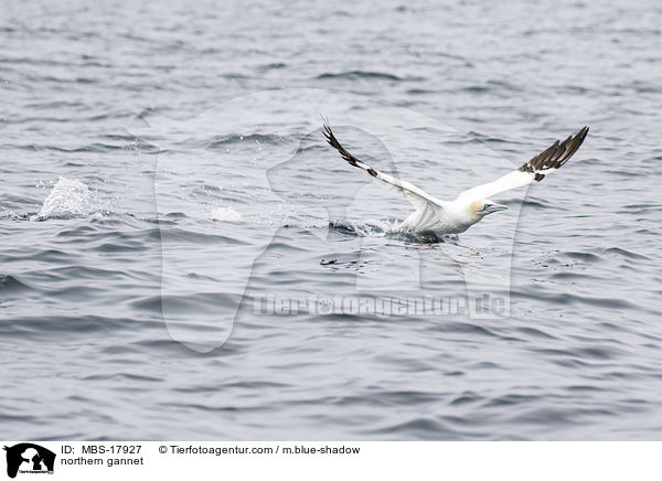 northern gannet / MBS-17927