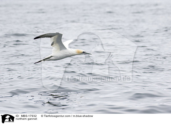 northern gannet / MBS-17932