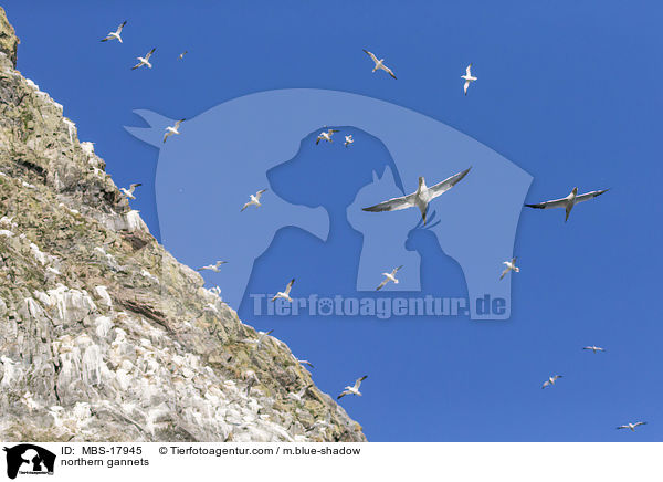 Basstlpel / northern gannets / MBS-17945