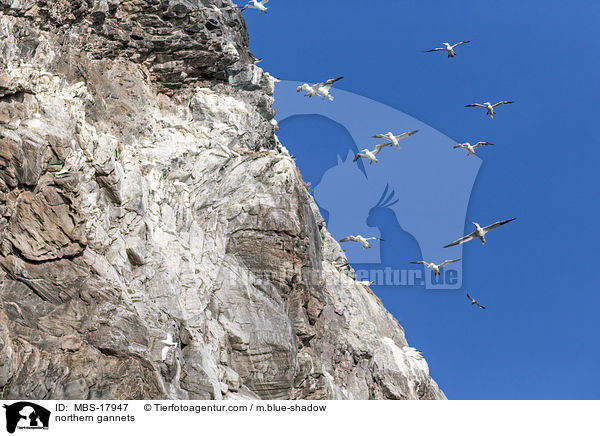 northern gannets / MBS-17947
