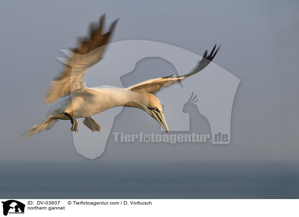 Basstlpel / northern gannet / DV-03607