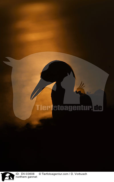 northern gannet / DV-03608