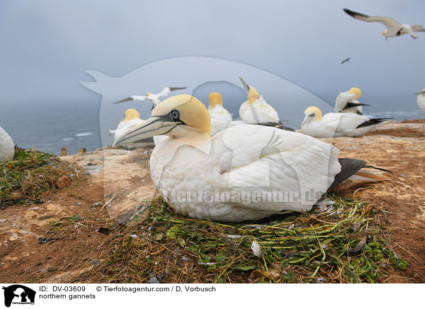 northern gannets / DV-03609