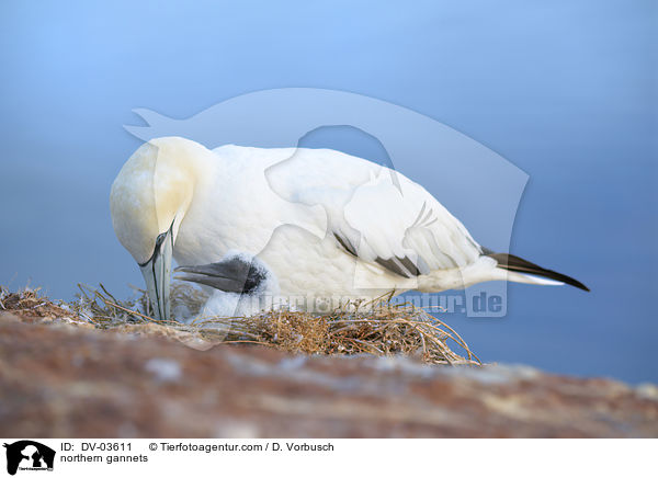 northern gannets / DV-03611