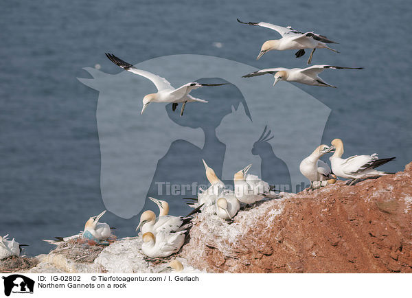 Northern Gannets on a rock / IG-02802