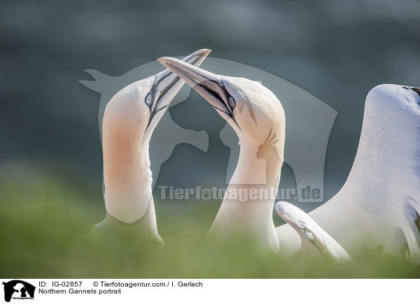 Northern Gannets portrait / IG-02857