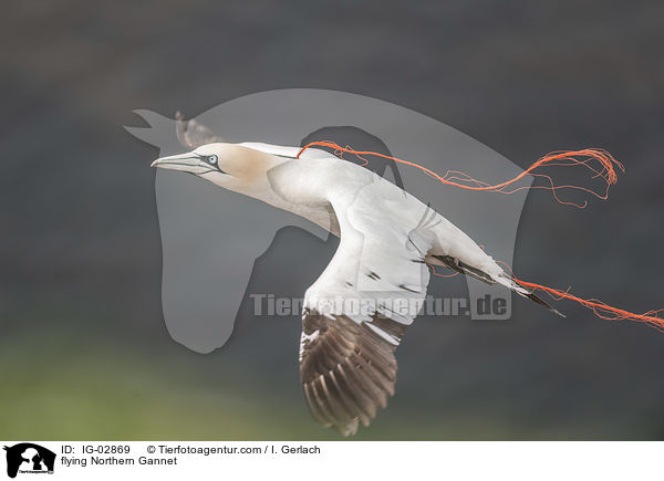 fliegender Basstlpel / flying Northern Gannet / IG-02869