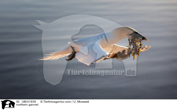 northern gannet / UM-01939