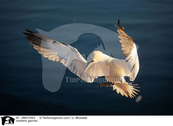 northern gannet / UM-01942