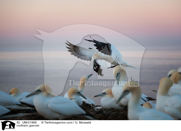northern gannet / UM-01966