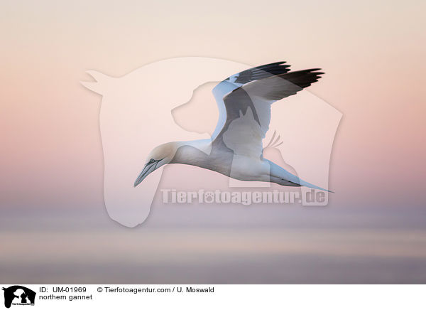 northern gannet / UM-01969