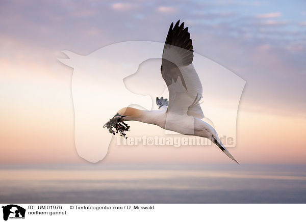 northern gannet / UM-01976