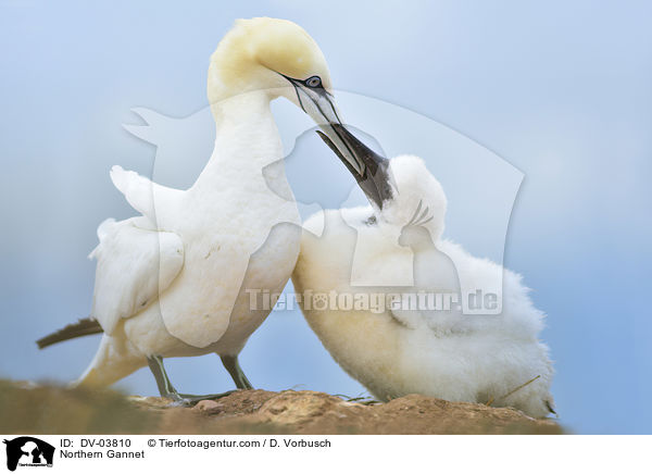 Basstlpel / Northern Gannet / DV-03810