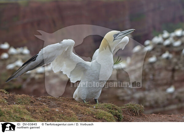 Basstlpel / northern gannet / DV-03845