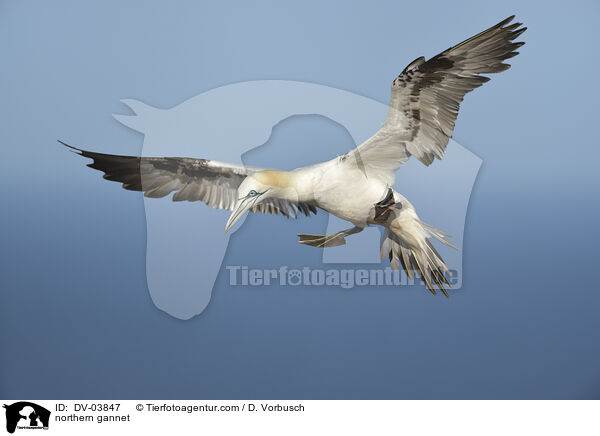 northern gannet / DV-03847